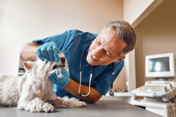 Best Same-Day Emergency Dental Services in Athens, AL